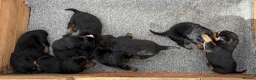 Rottweiler dogs for sale: 5 Males and 1 Female available!  - Advert 2