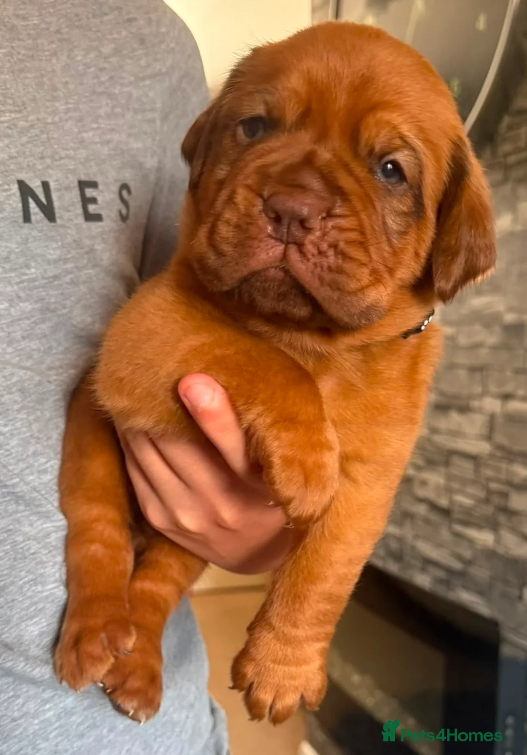 Dogue De Bordeaux dogs for sale: KC Reg Dogue de Bordeaux puppies - Advert 8