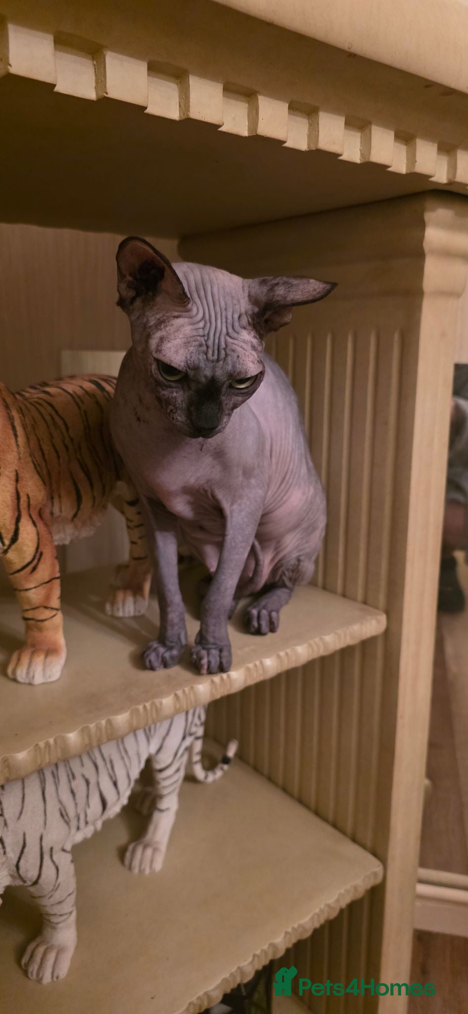 Sphynx cats Girl sphynx  - Advert 2
