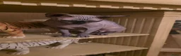 Sphynx cats for sale: Girl sphynx  in Wolverhampton - Advert 1