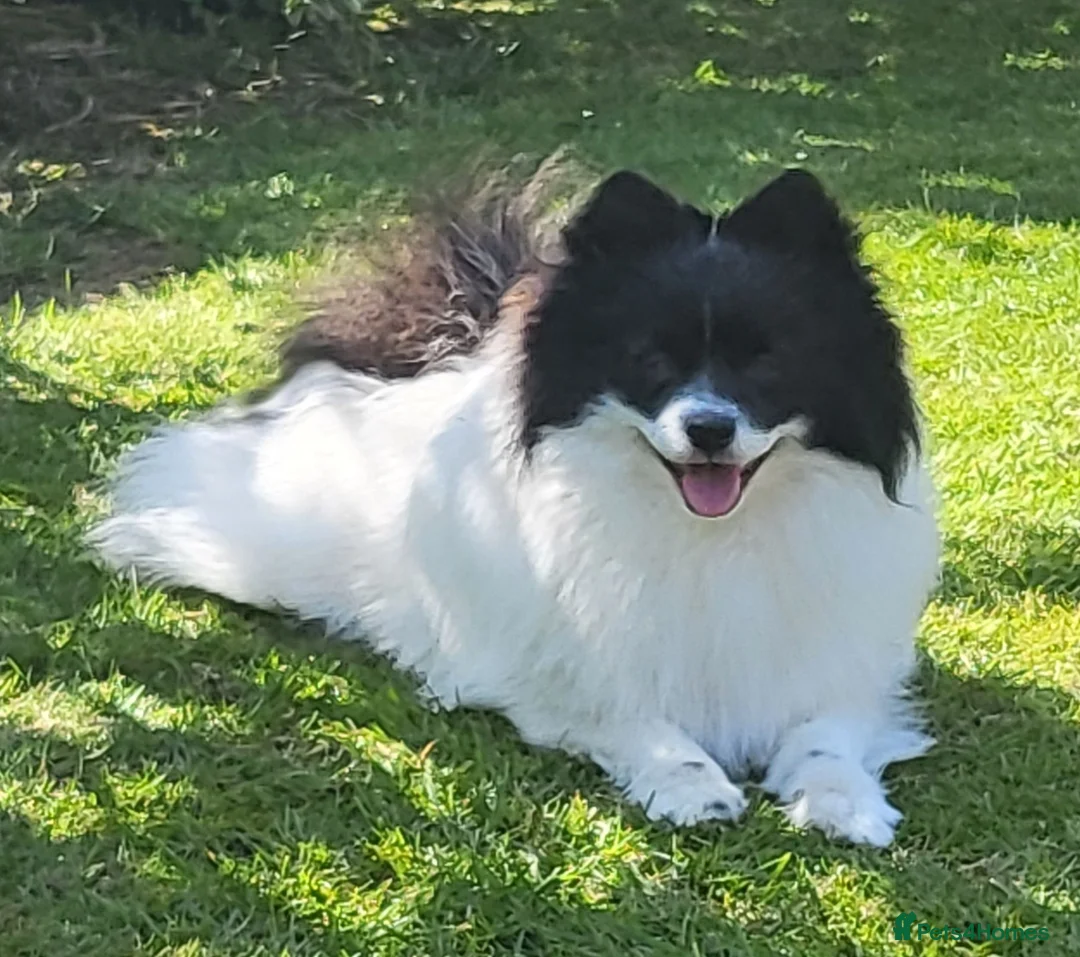 Pomeranian dogs for sale: Pedigree Parti Pomeranian puppies for sale - Advert 5