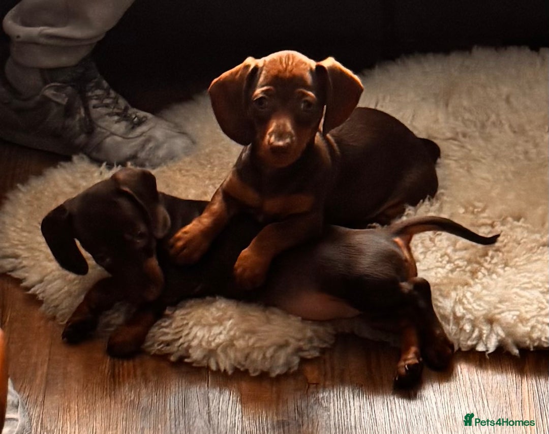Miniature Dachshund dogs for sale: BEAUTIFUL MINI DACHSHUND PUPPIES READY NOW - Image 15