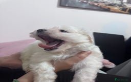 Bichon Frise dogs for sale: Adorable Puppies Ready for Their Forever Homes  - Image 4
