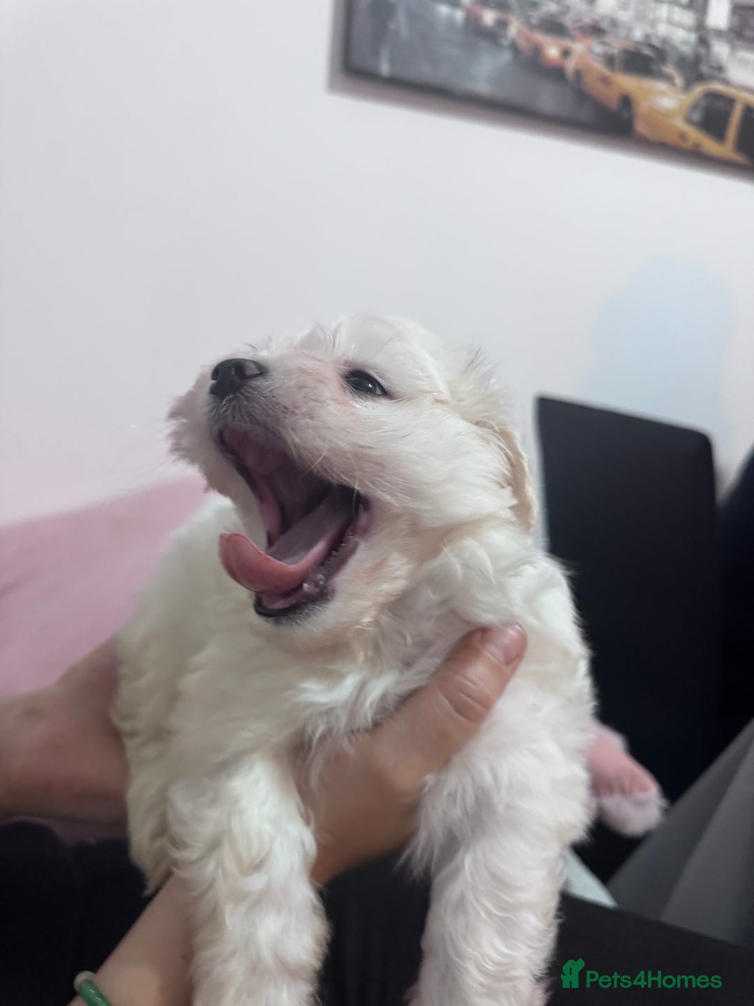 Bichon Frise dogs for sale: Adorable Puppies Ready for Their Forever Homes  - Image 4