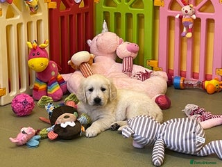 Golden Retriever dogs Stunning golden retriever puppies for sale - Advert 7