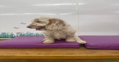 Cockapoo dogs - Advert 7