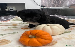 Mixed Breed dogs for sale: Maltese cross La Chon puppies  - Image 3