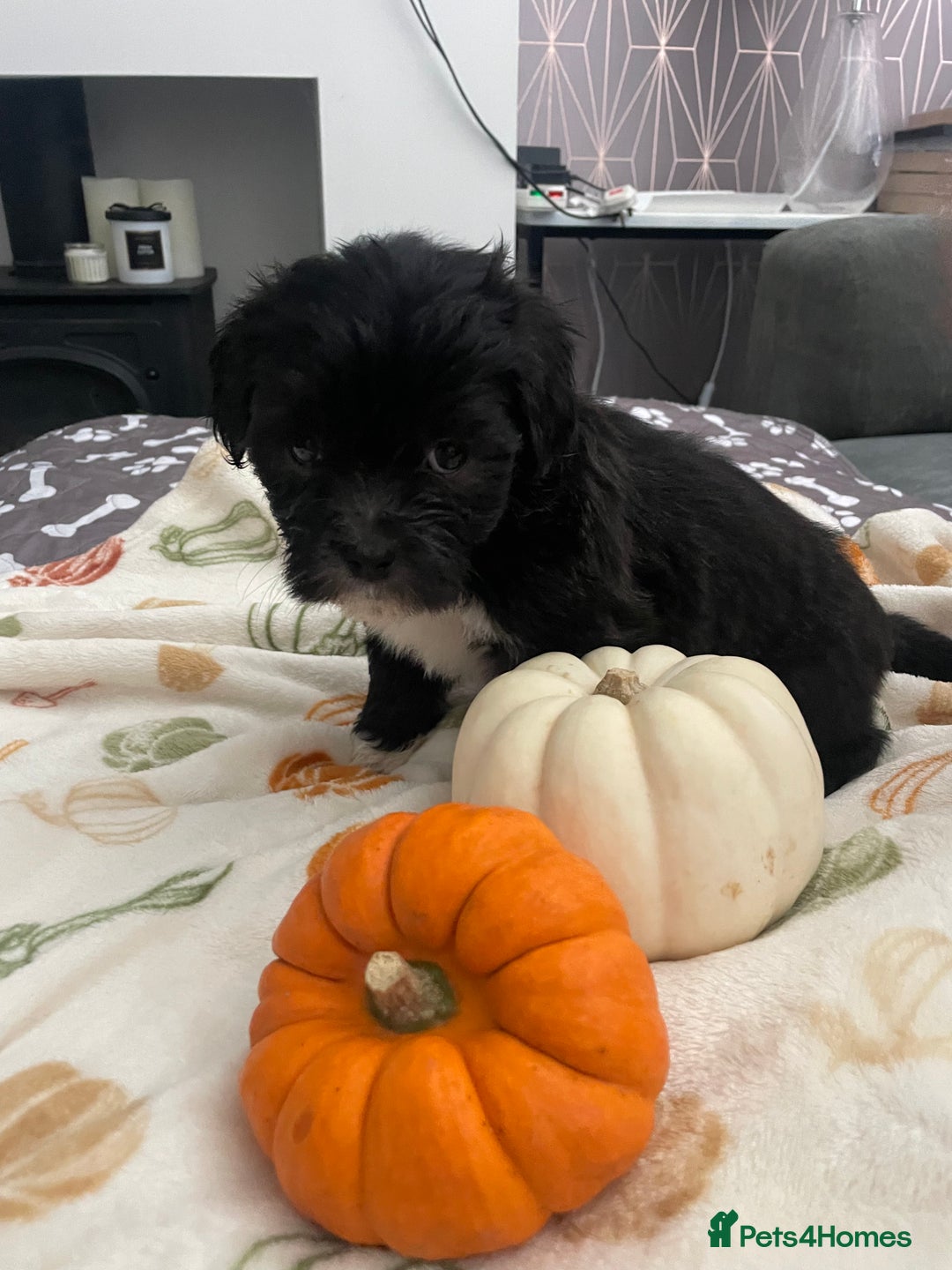 Mixed Breed dogs for sale: Maltese cross La Chon puppies  - Image 3