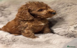 Cockapoo dogs for sale: Outstanding red and Black and Tan cockapoos in Doncaster - Image 5