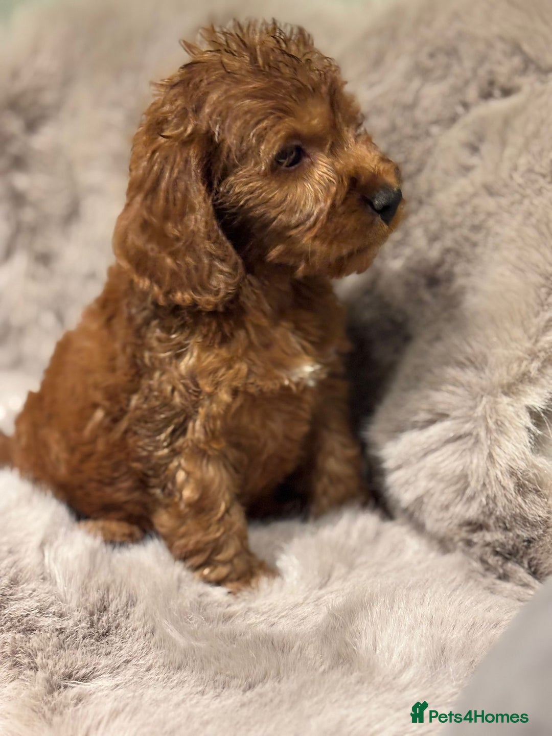 Cockapoo dogs for sale: Outstanding red and Black and Tan cockapoos in Doncaster - Image 5