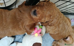 Mixed Breed dogs for sale: ✨Health Tested Australian Labradoodles ✨ - Image 18