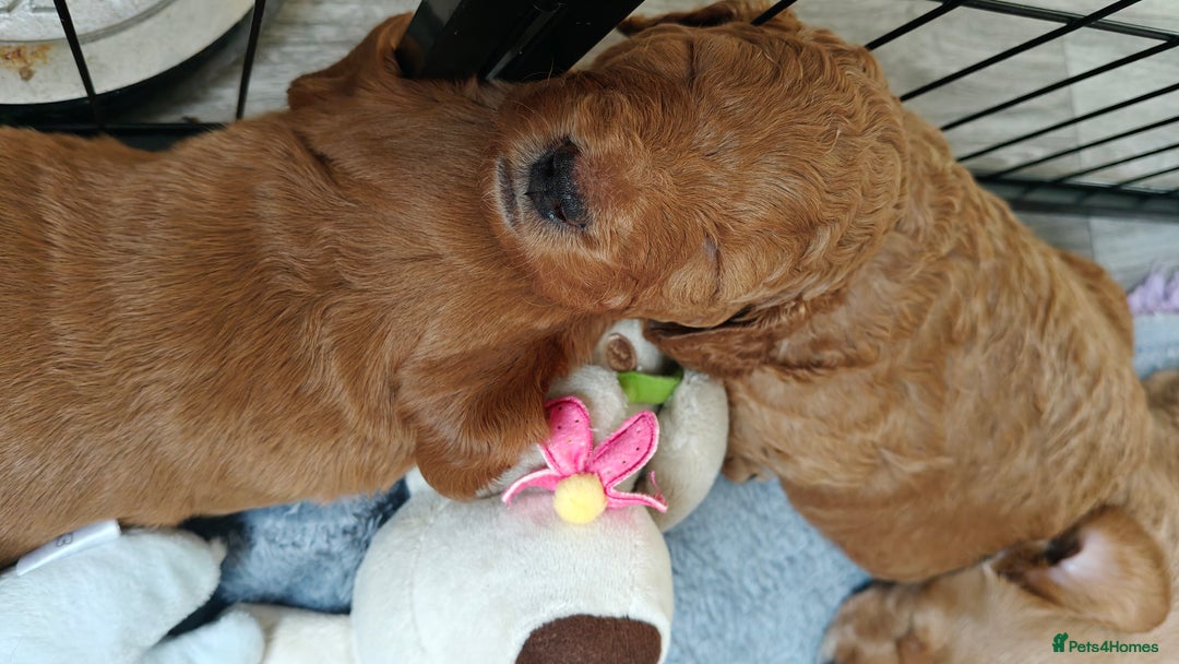 Mixed Breed dogs for sale: ✨Health Tested Australian Labradoodles ✨ - Image 18
