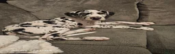 Great Dane dogs for sale: Male harlequin for sale - Advert 4