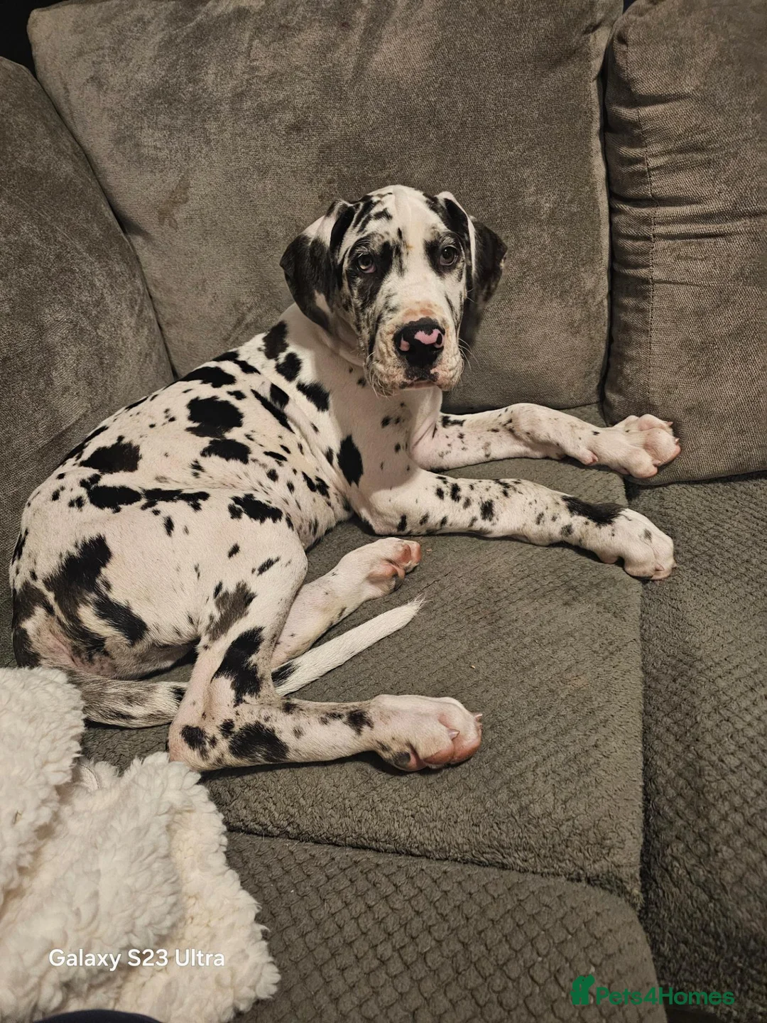 Great Dane dogs for sale: Male harlequin for sale - Advert 4