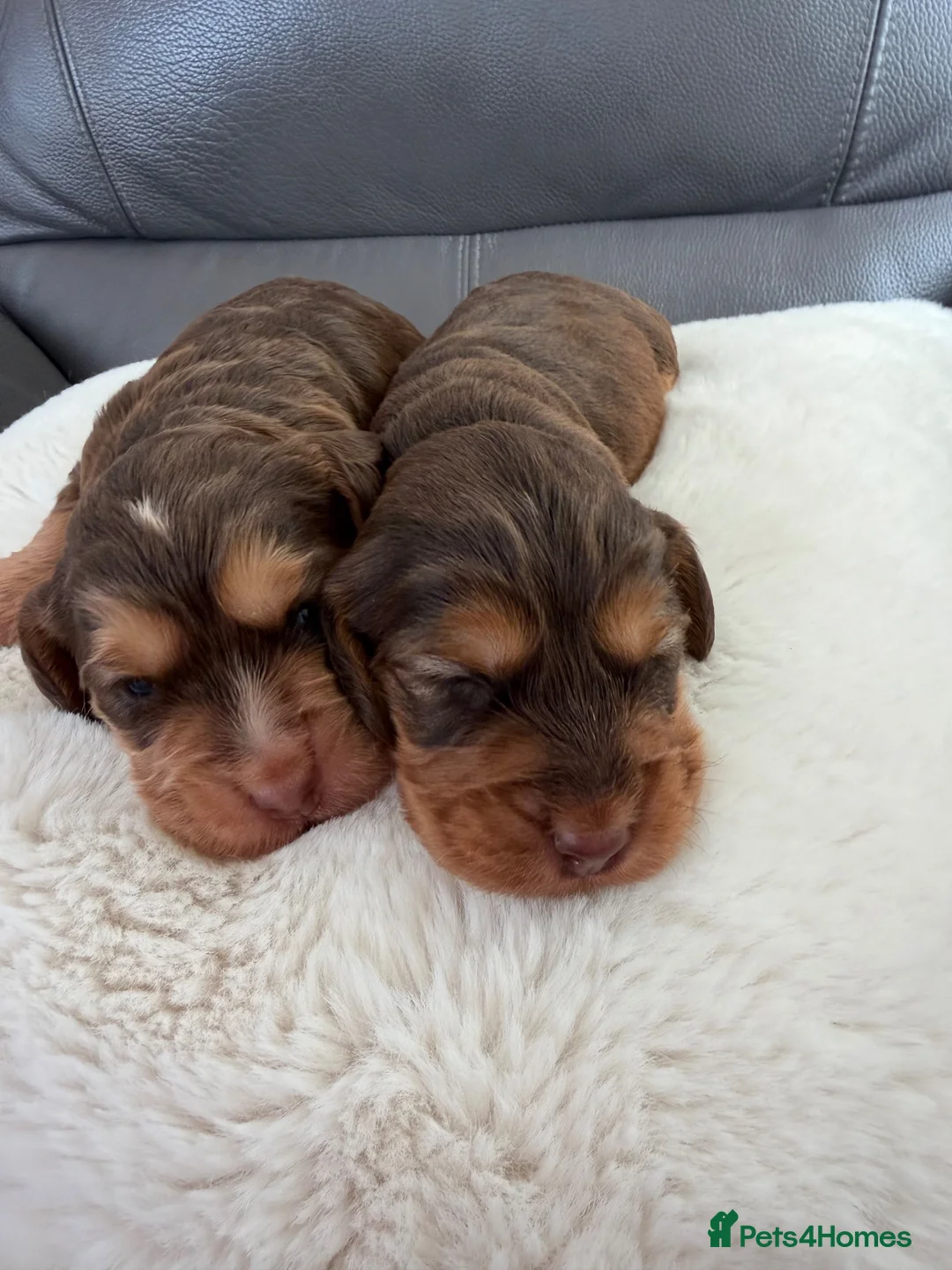 Cocker Spaniel dogs for sale: Show Thayp cocker spaniels - Advert 20
