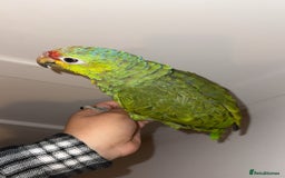 Parrots birds for sale: Beautiful red lored Amazon - Image 5