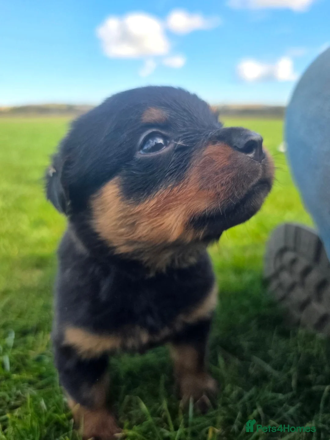 Rottweiler dogs for sale: Stunning Rottweilers - Advert 2