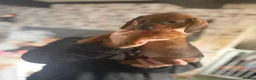 Dachshund dogs for sale: Mini dachshund puppys in Stoke-on-Trent - Advert 12