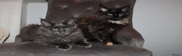 Maine Coon cats for sale:  Maine Coon Kittens Looking for Loving Homes 🐾 - Advert 9