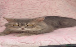 British Shorthair cats for sale: Friendly Male British Shorthair Kitten + Stuff in Birmingham - Image 2