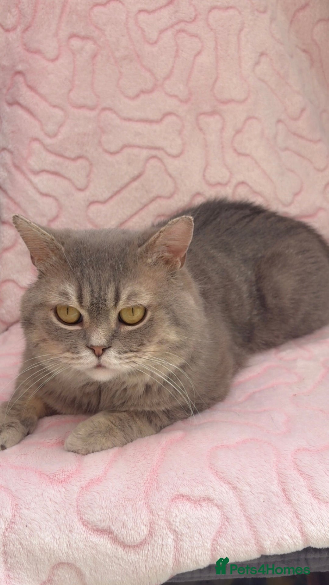 British Shorthair cats for sale: Friendly Male British Shorthair Kitten + Stuff in Birmingham - Image 2