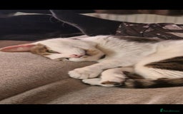 Mixed Breed cats for sale: Male cat for rehoming - Image 5