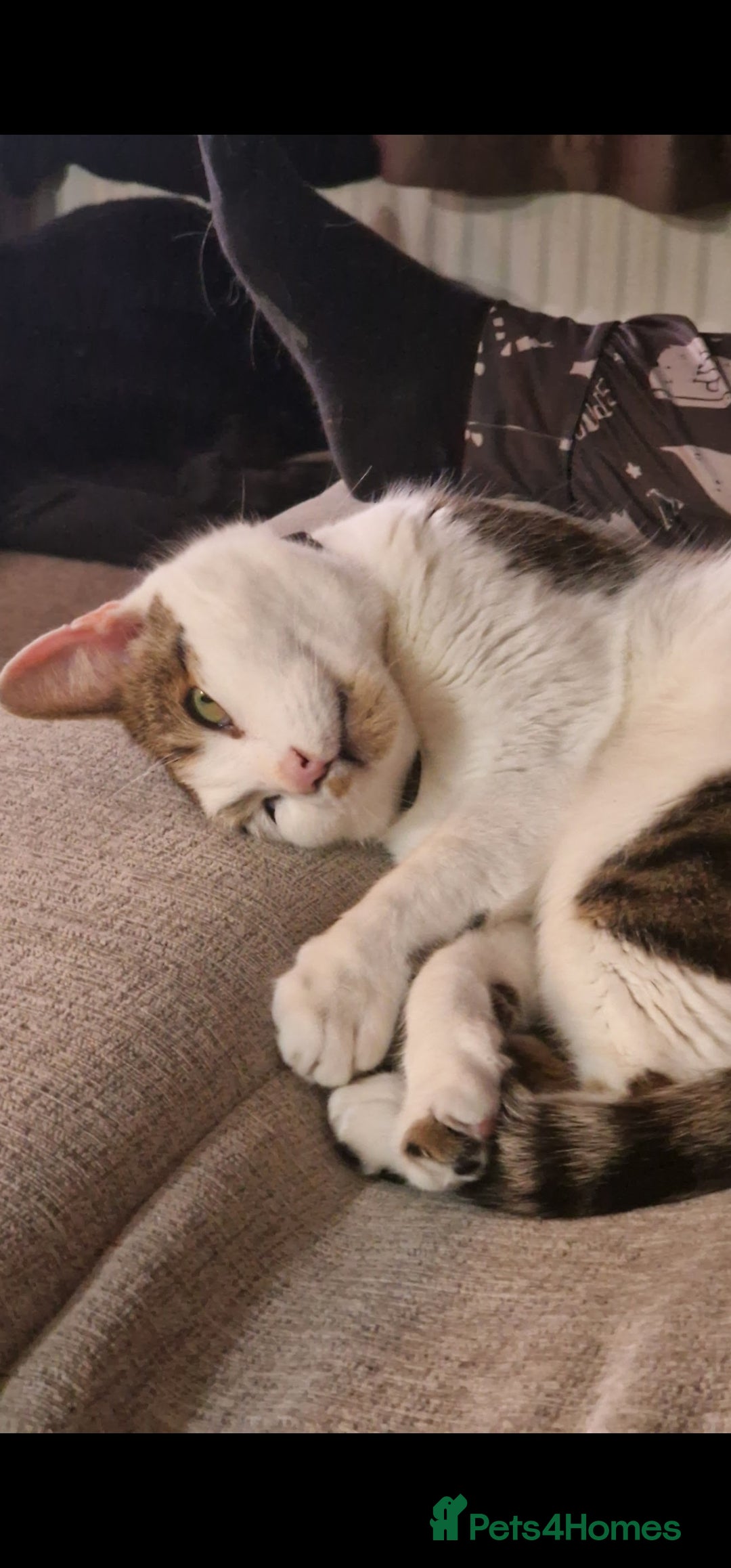 Mixed Breed cats for sale: Male cat for rehoming - Image 5