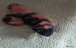 Guinea Pig rodents for sale: BEAUTIFUL BABY TEDDY BOYS  - Image 2