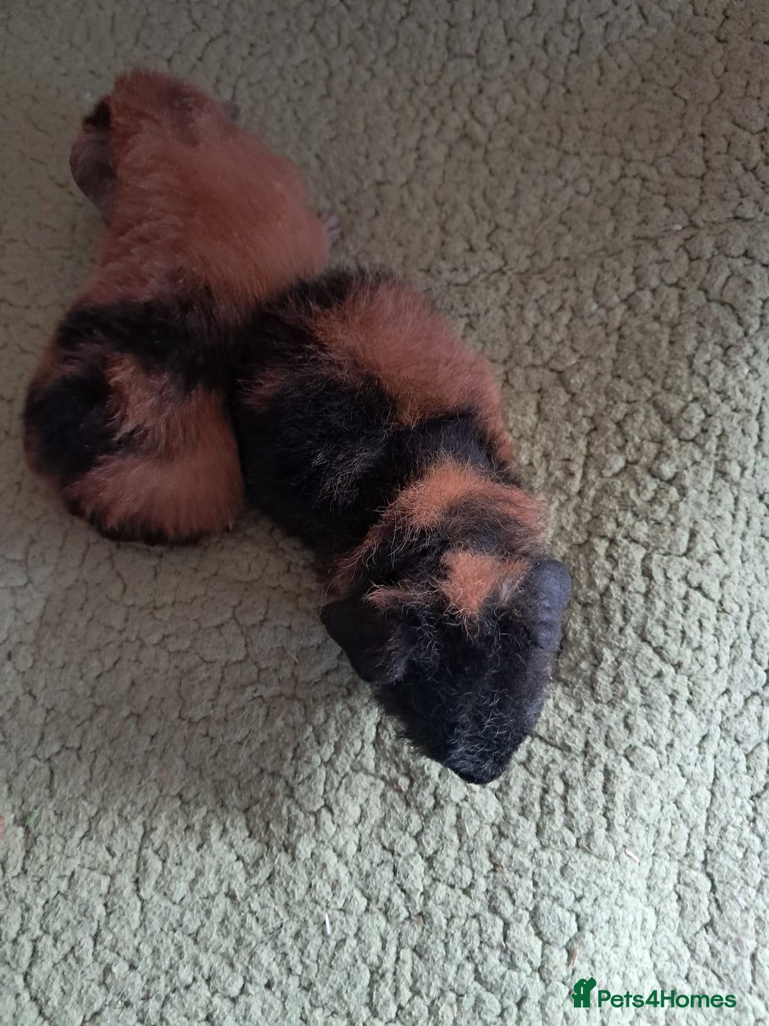 Guinea Pig rodents for sale: BEAUTIFUL BABY TEDDY BOYS  - Image 2