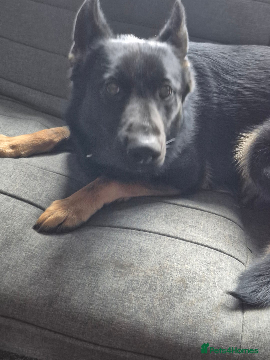 German Shepherd dogs for sale: Kc 5 generation pedigree German shepherd bitch - Image 3