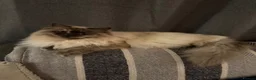 Ragdoll cats for sale: Tortoiseshell Ragdoll Cat - Advert 2