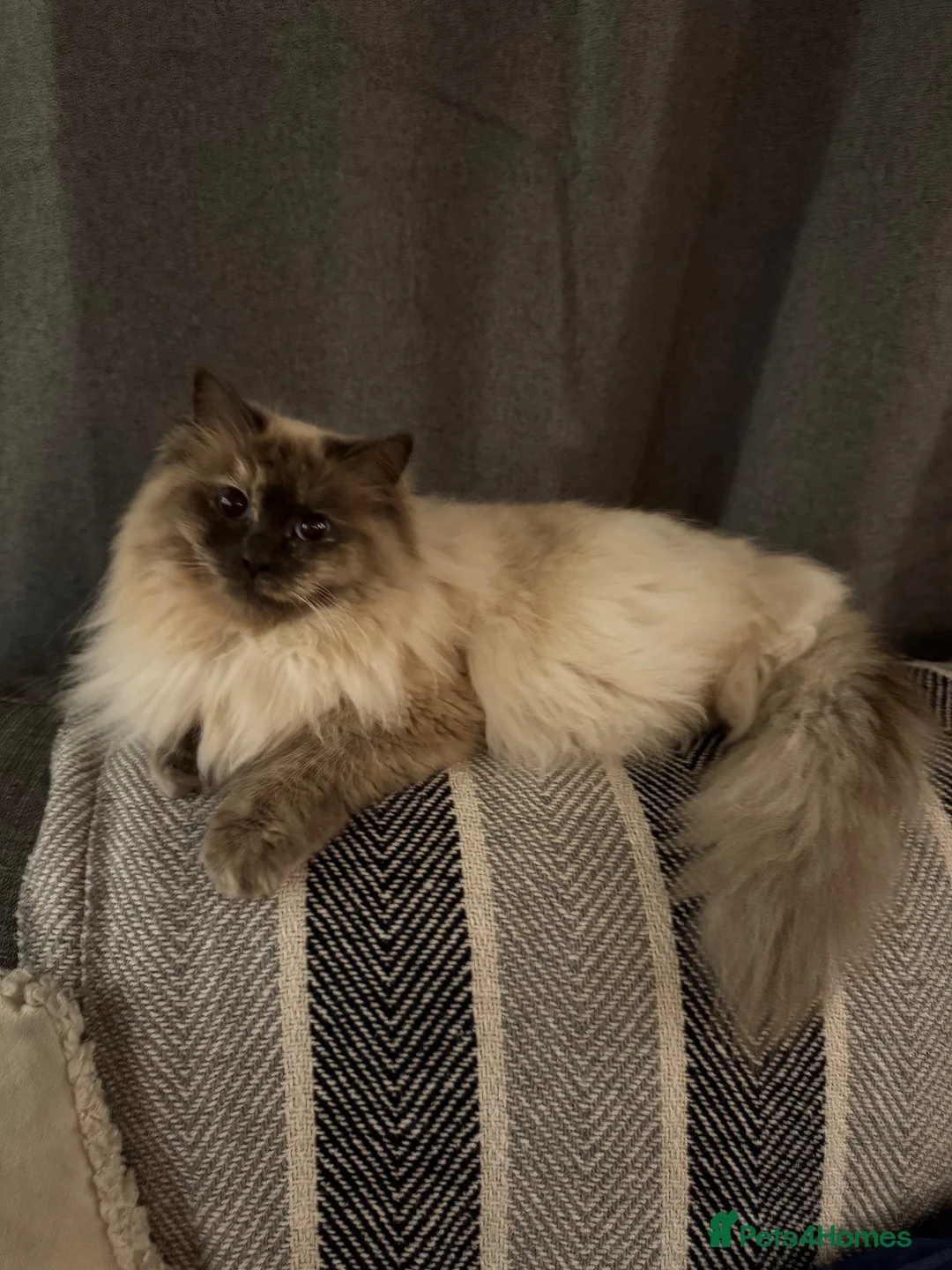 Ragdoll cats for sale: Tortoiseshell Ragdoll Cat - Advert 2