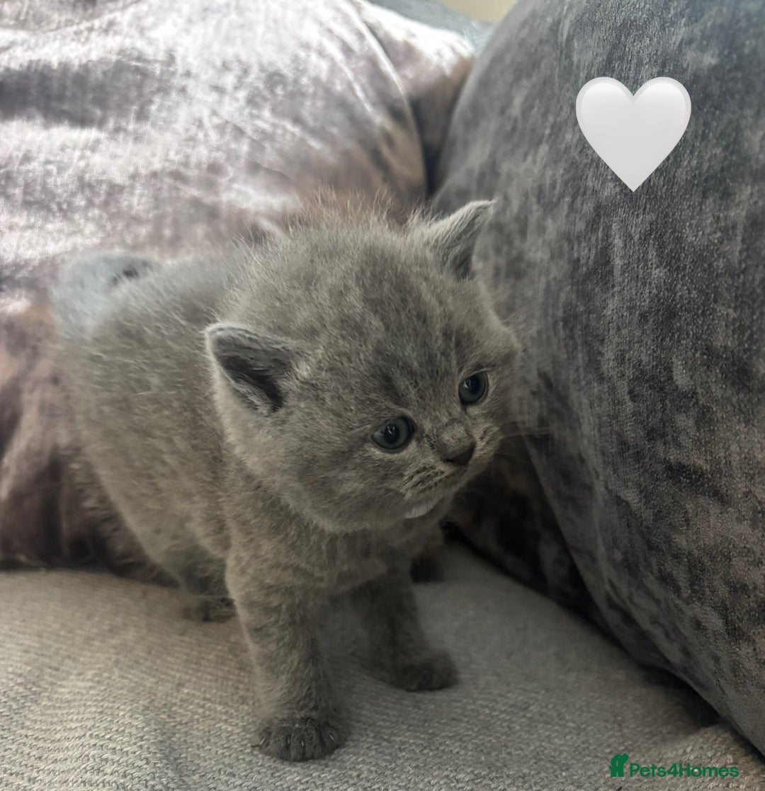 British Shorthair cats for sale: British Shorthair kittens  - Advert 25