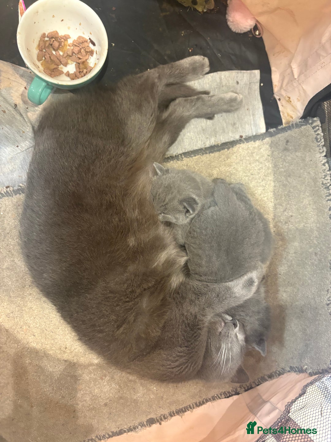 British Shorthair cats for sale: British Shorthair kittens  - Advert 22