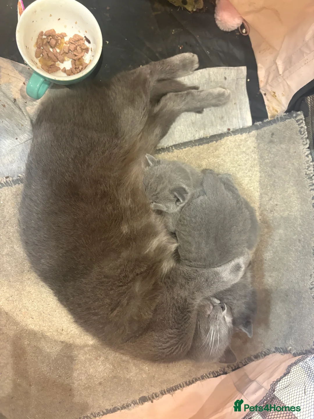 British Shorthair cats for sale: British Shorthair kittens  - Advert 21