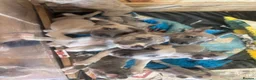 Whippet dogs for sale: KC registered whippet puppy’s  - Advert 27