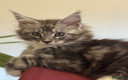 Maine Coon cats for sale: Stunning Maine Coon boy registered with GCCF - Image 3