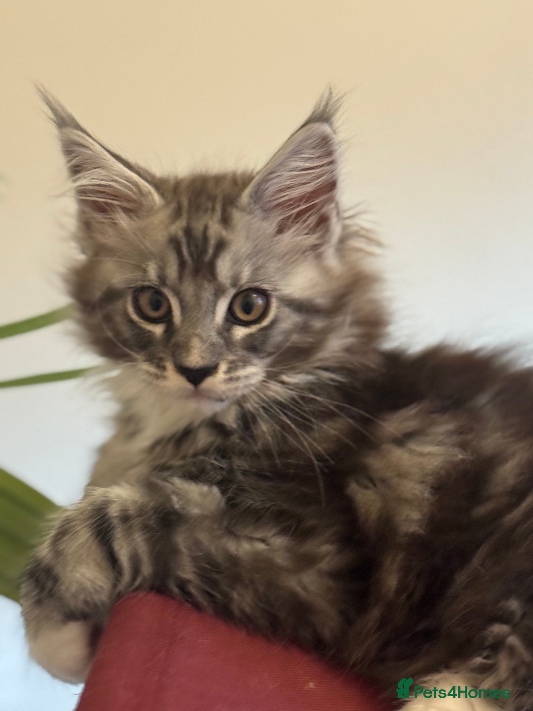 Maine Coon cats for sale: Stunning Maine Coon boy registered with GCCF - Image 3