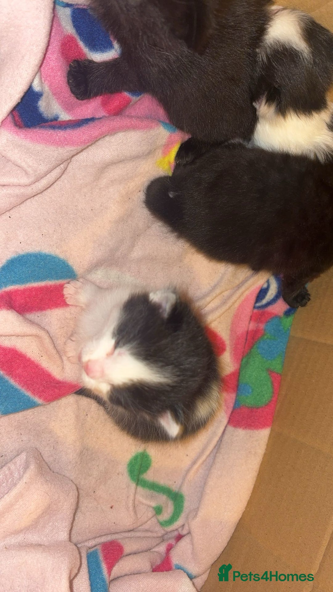 British Shorthair cats for sale: Kittens  - Advert 8