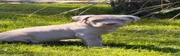 Cane Corso dogs for sale: 5 Towns Corsos Spring litter  - Advert 12