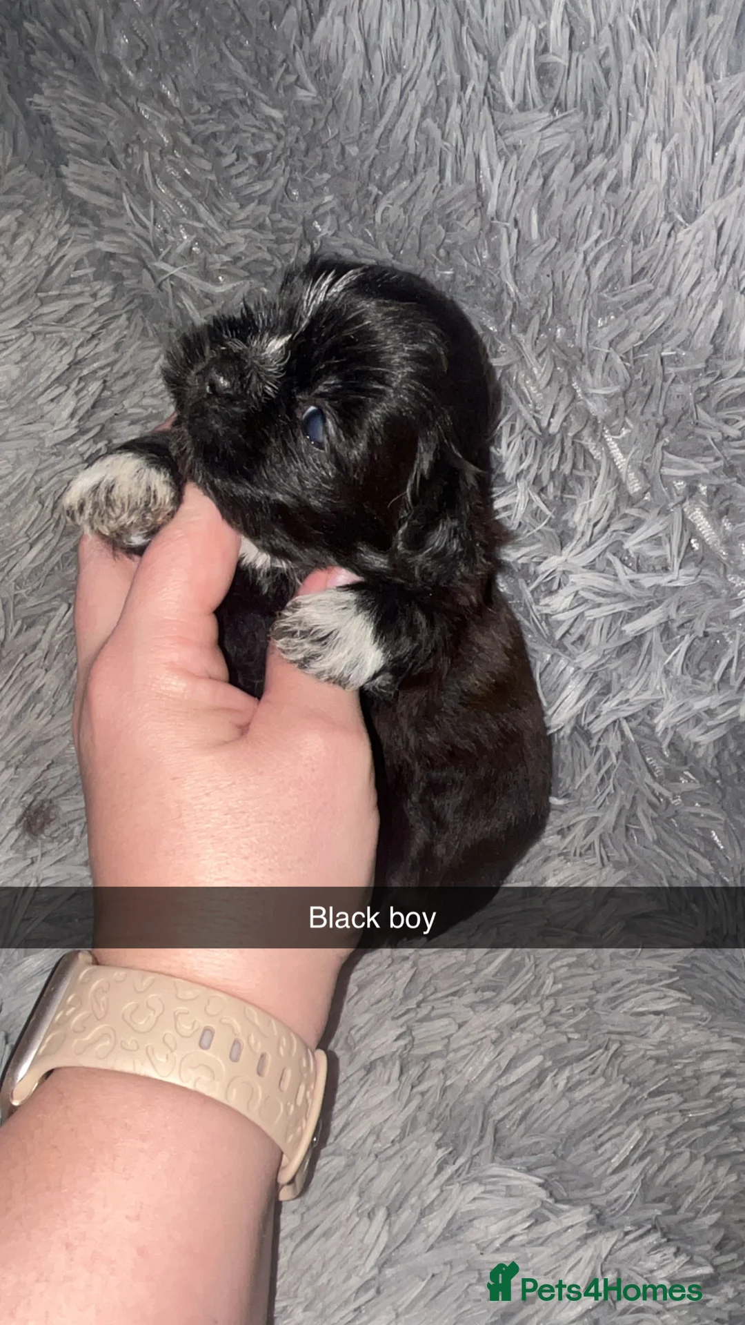 Shih Tzu dogs for sale: Shih Tzu puppies for sale  - Advert 15