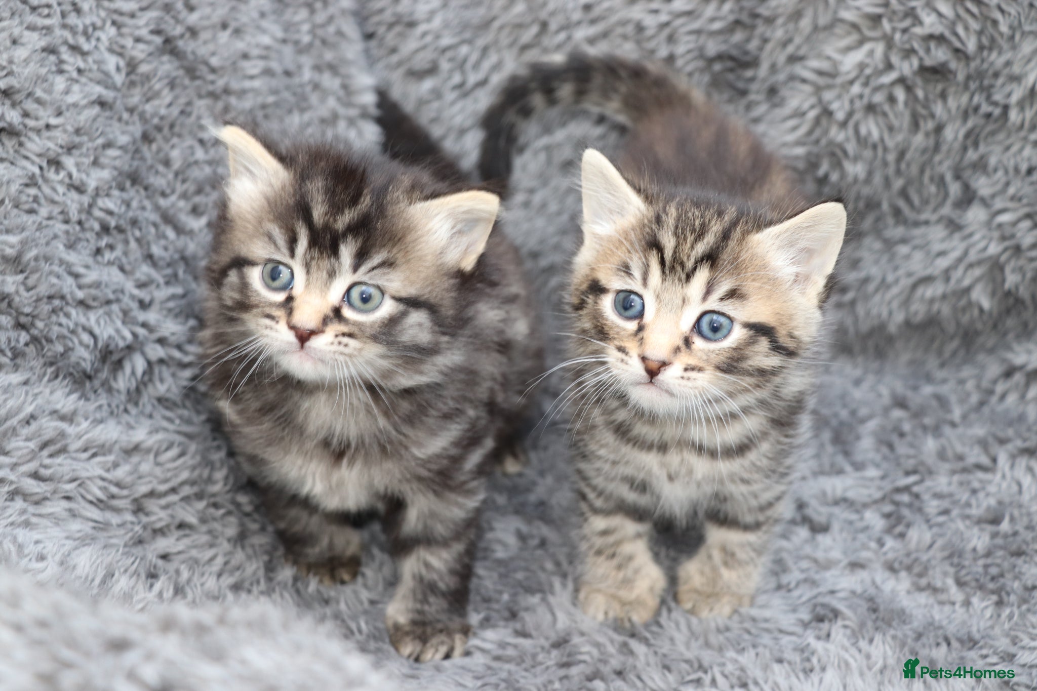 Mixed Breed cats Beautiful Kittens - Advert 1