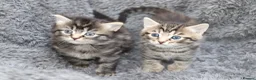 Mixed Breed cats for sale: Beautiful Kittens - Advert 1