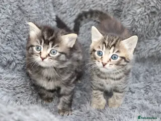Mixed Breed cats Beautiful Kittens - Advert 1