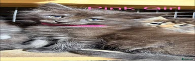 Maine Coon 5