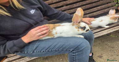 Mini Lion Lop rabbits - Advert 16