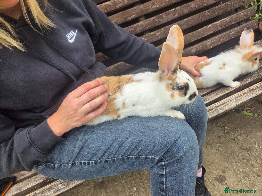 Mini Lion Lop rabbits for sale: Adorable baby rabbits for sale.  - Image 2