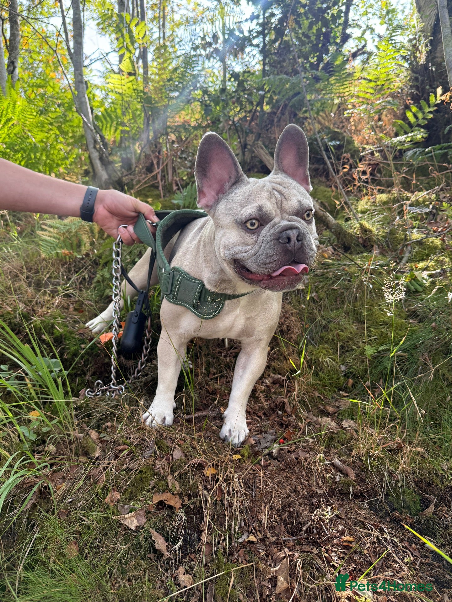 French Bulldog dogs Mallow - Advert 1