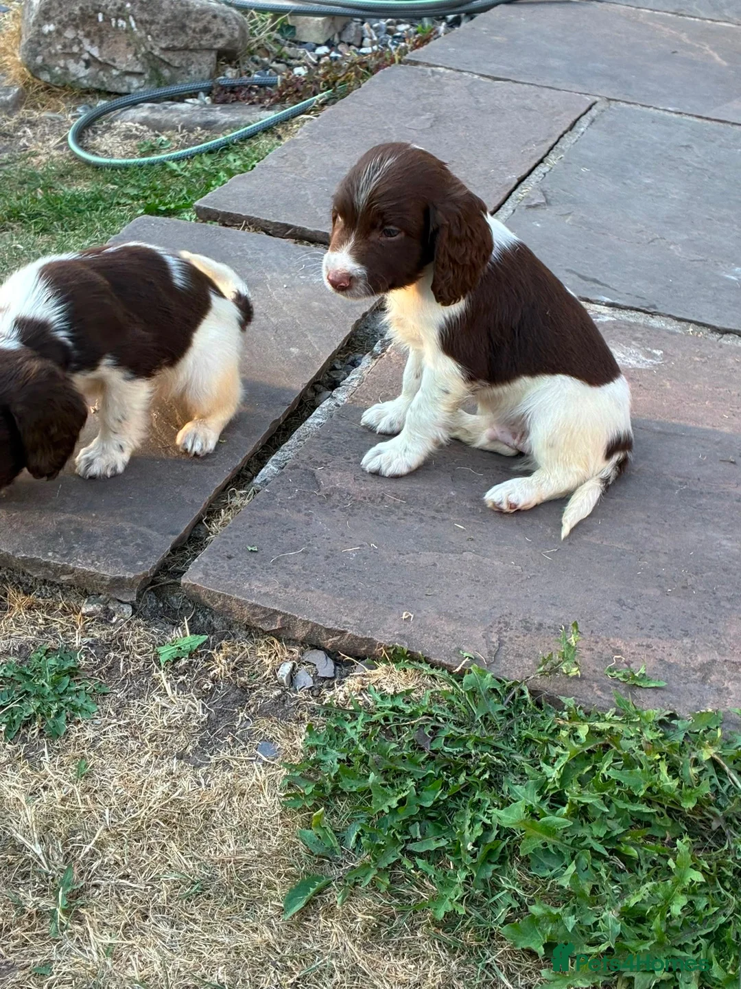English Springer Spaniel dogs for sale: Springer spaniel pups in Abergavenny - Advert 9