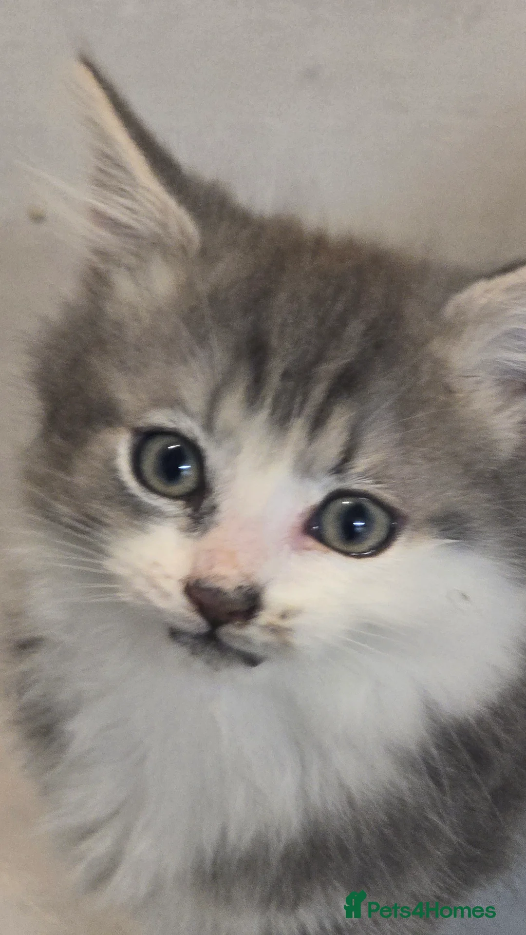 Mixed Breed cats for sale: Fluffy and Beautiful Kittens Seeking Forever Homes - Advert 7